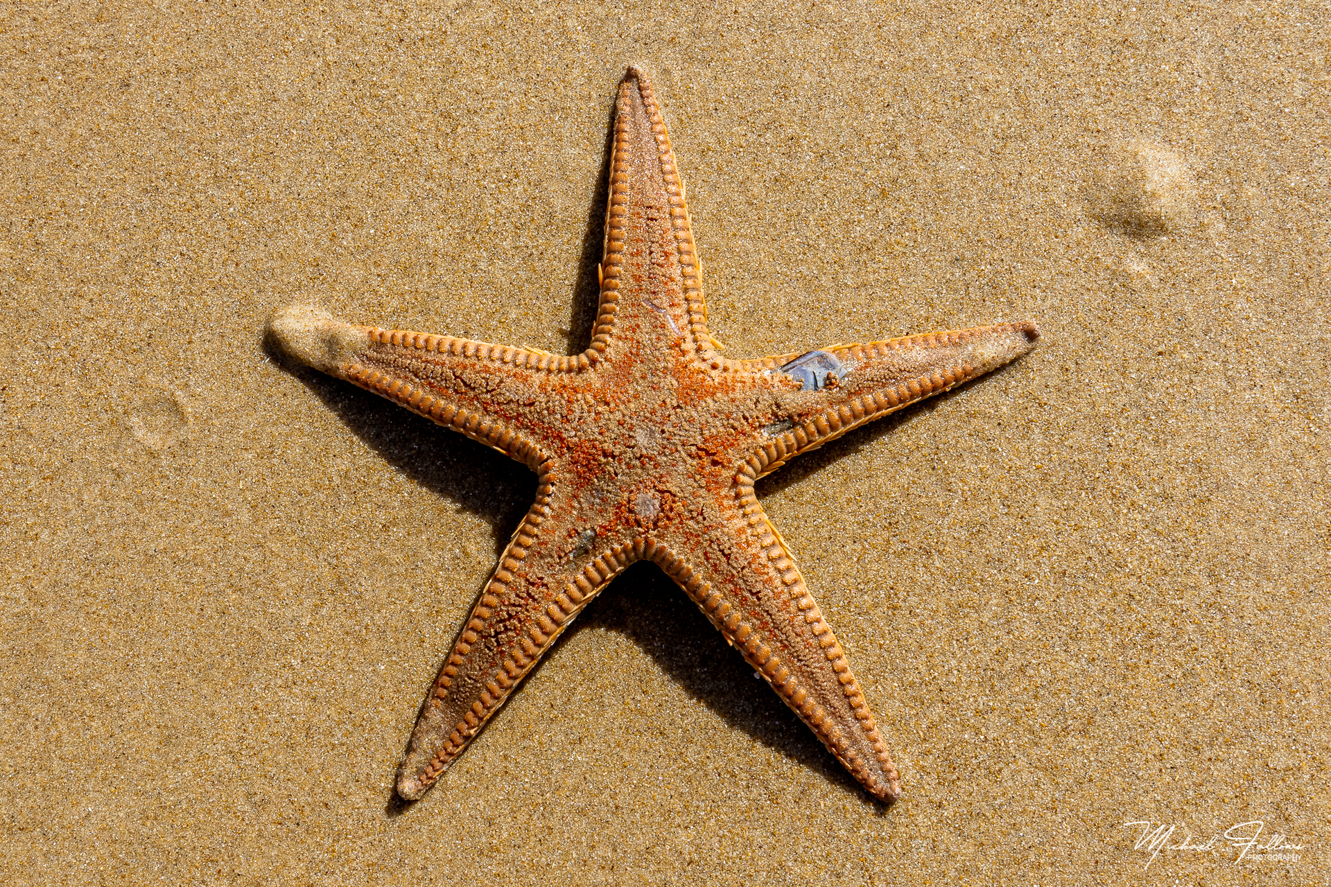 Photo of Beach Life - IMG_1442