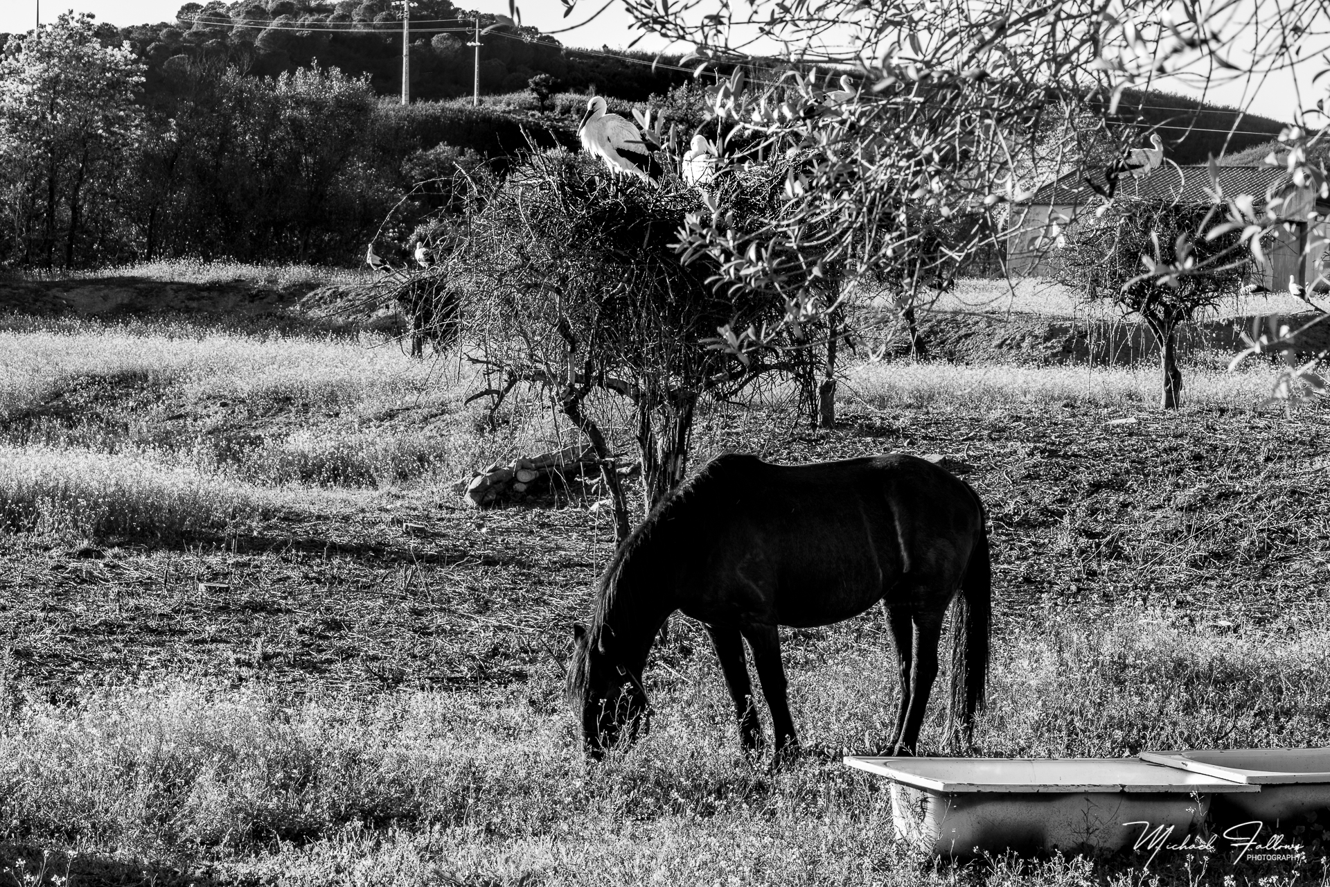 Photo of Monchique - L71A6317